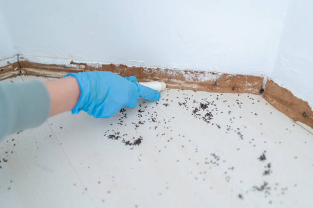 Reliable Austin, IN Pest Control Solutions